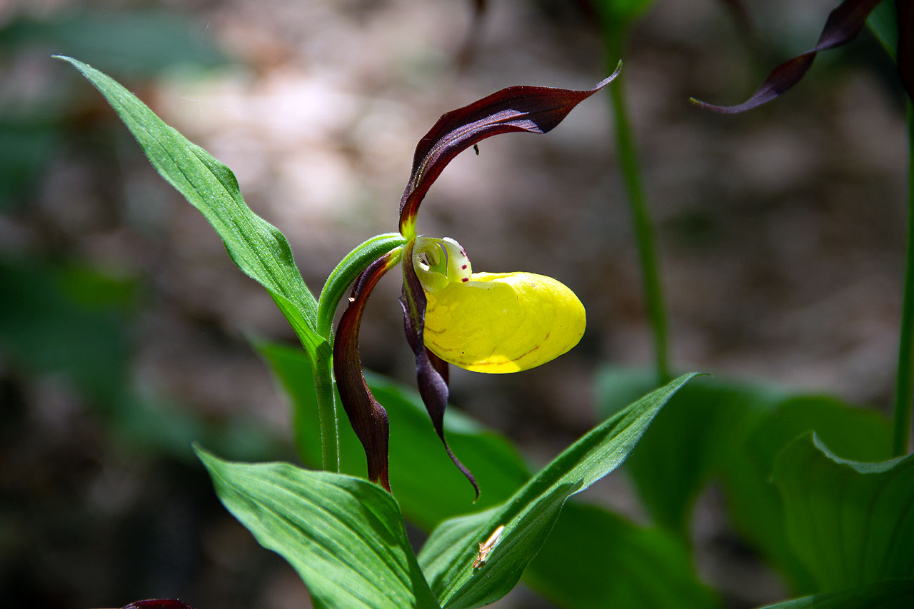 Orchideenweg bei Lichtenegg