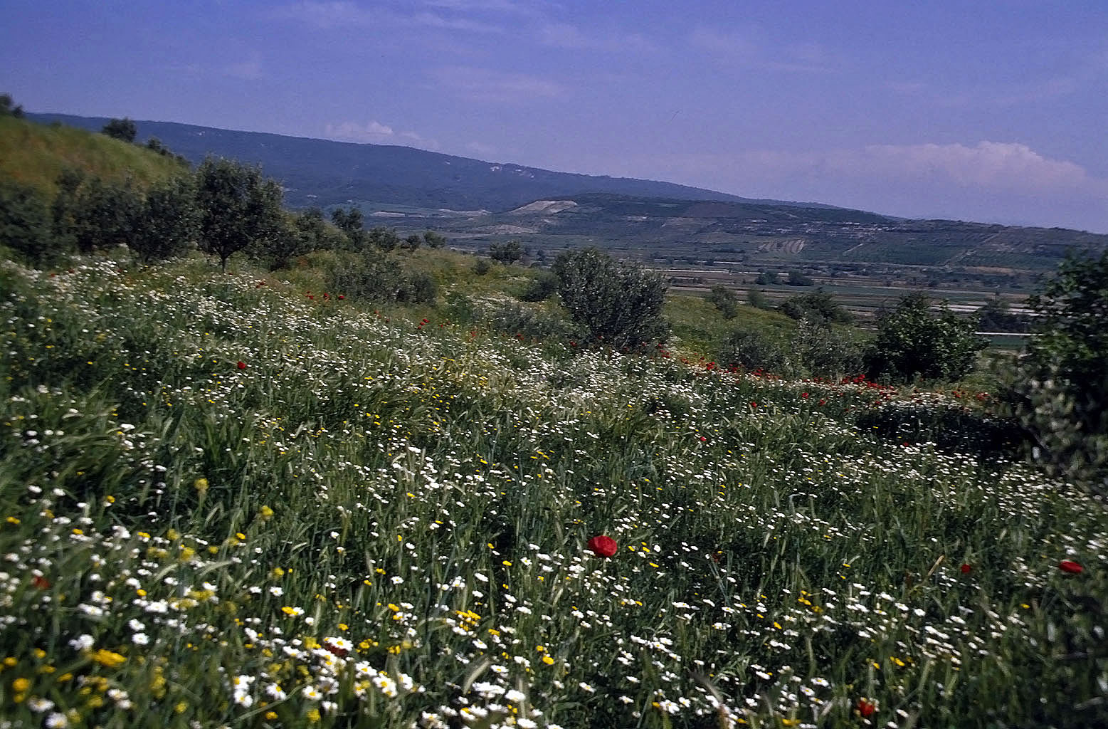 26.04.1993 | bei Karacasu | blühendes Landschaftsbild