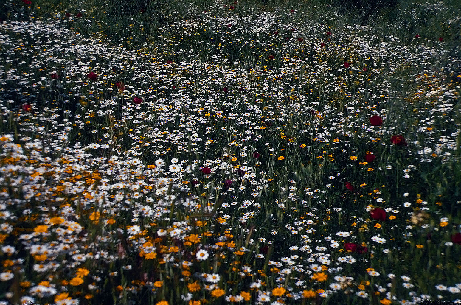 26.04.1993 | bei Karacasu | blühende Wiesen