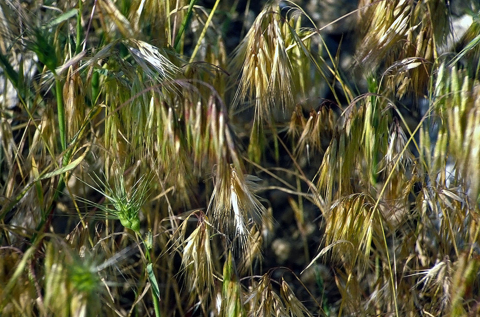 26.04.1993 | Stadion   | wildwachsendes Getreide
